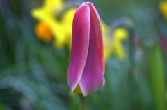 Singel Tulpe auf Hiddensee