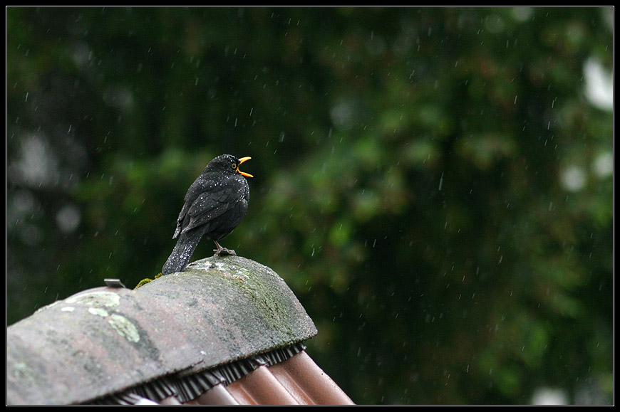 Singen gegen den Regen