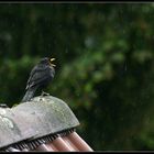 Singen gegen den Regen