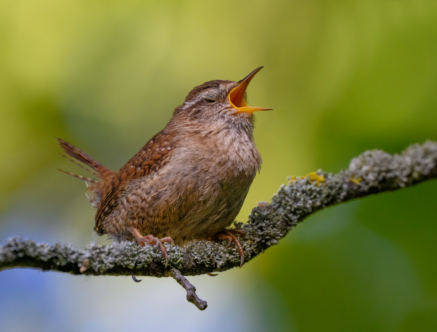 Singen mit Genuss