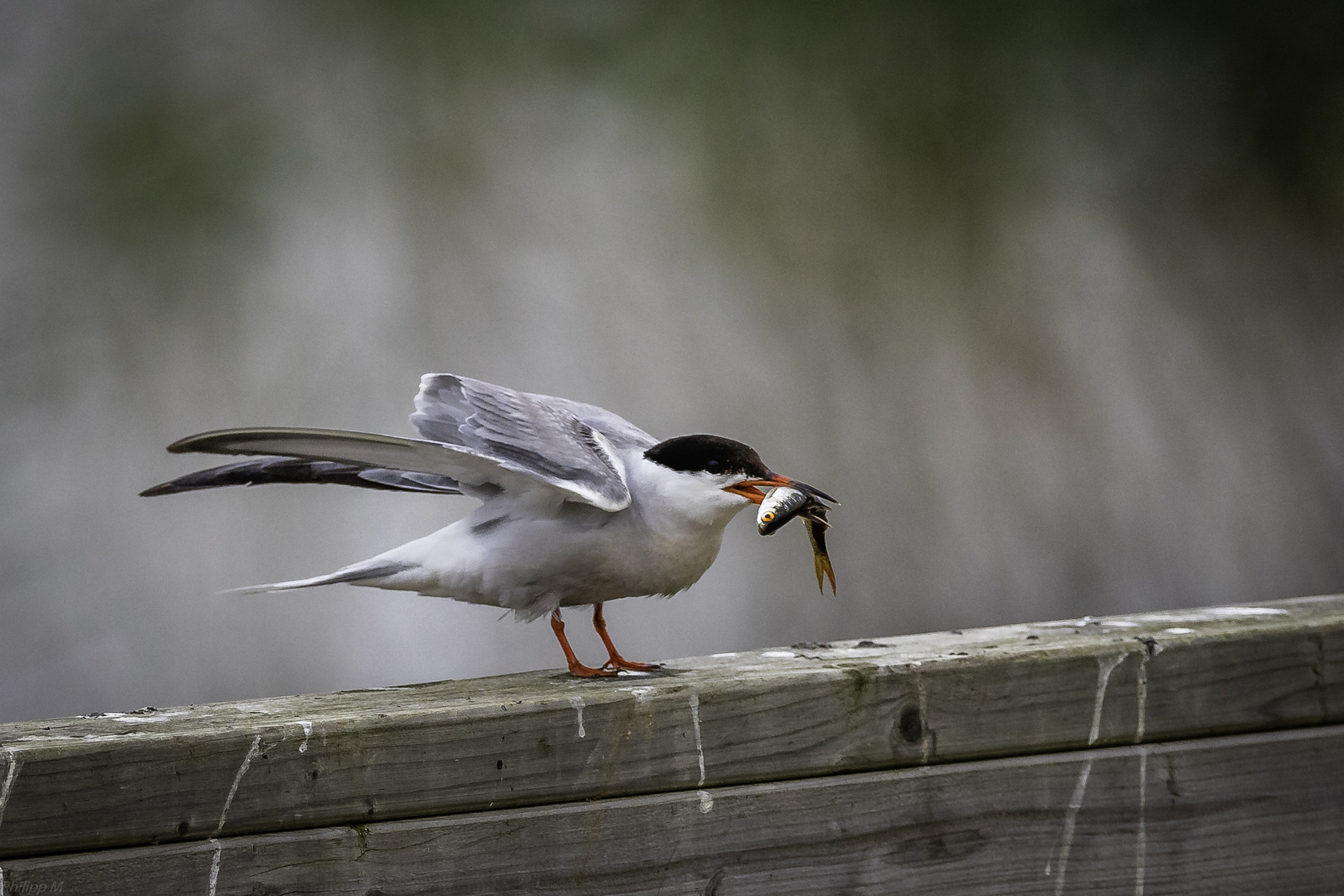 Singen und  Fischübergabe gleichzeitig, das kann nicht funktionieren…