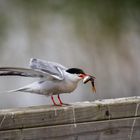 Singen und  Fischübergabe gleichzeitig, das kann nicht funktionieren…