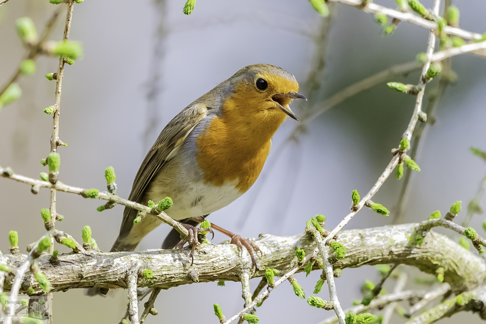 Singend begrüßt es den Frühling