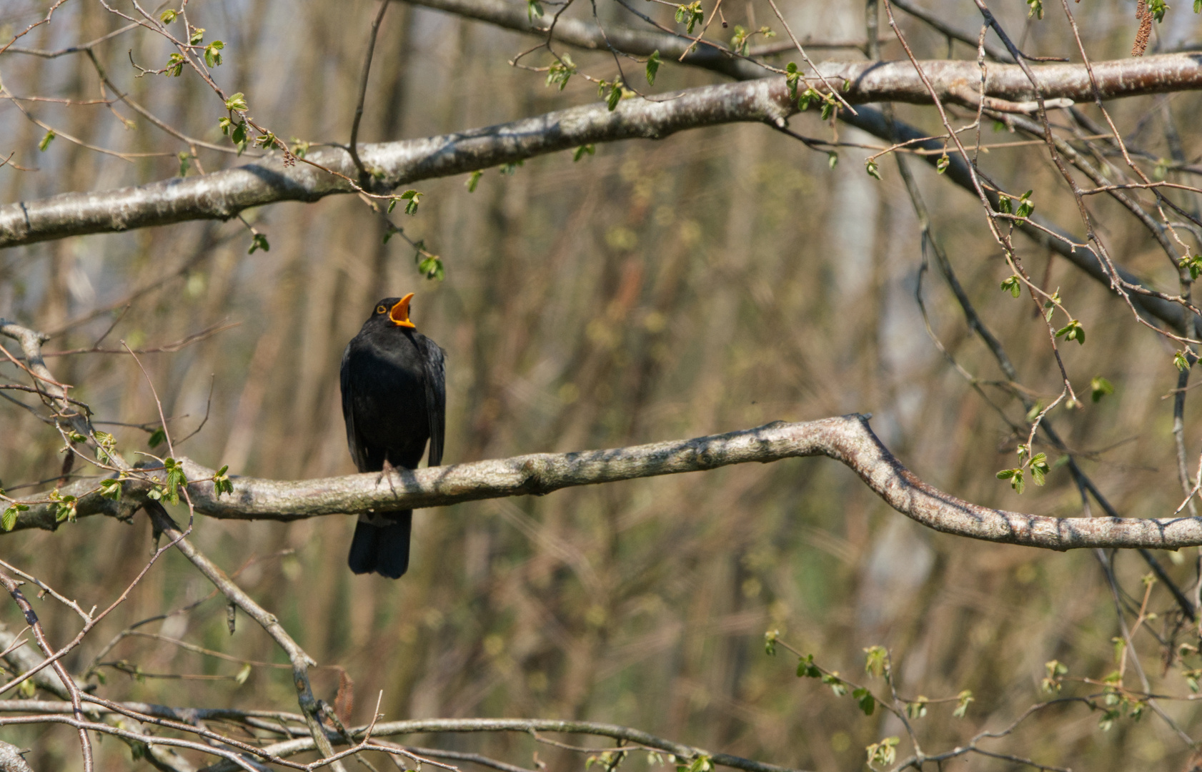 singende Amsel