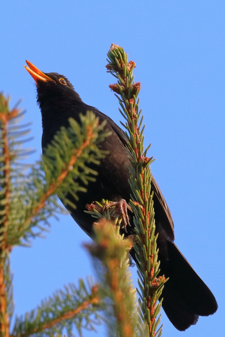 Singende Amsel