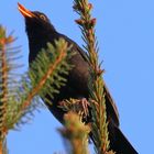 Singende Amsel