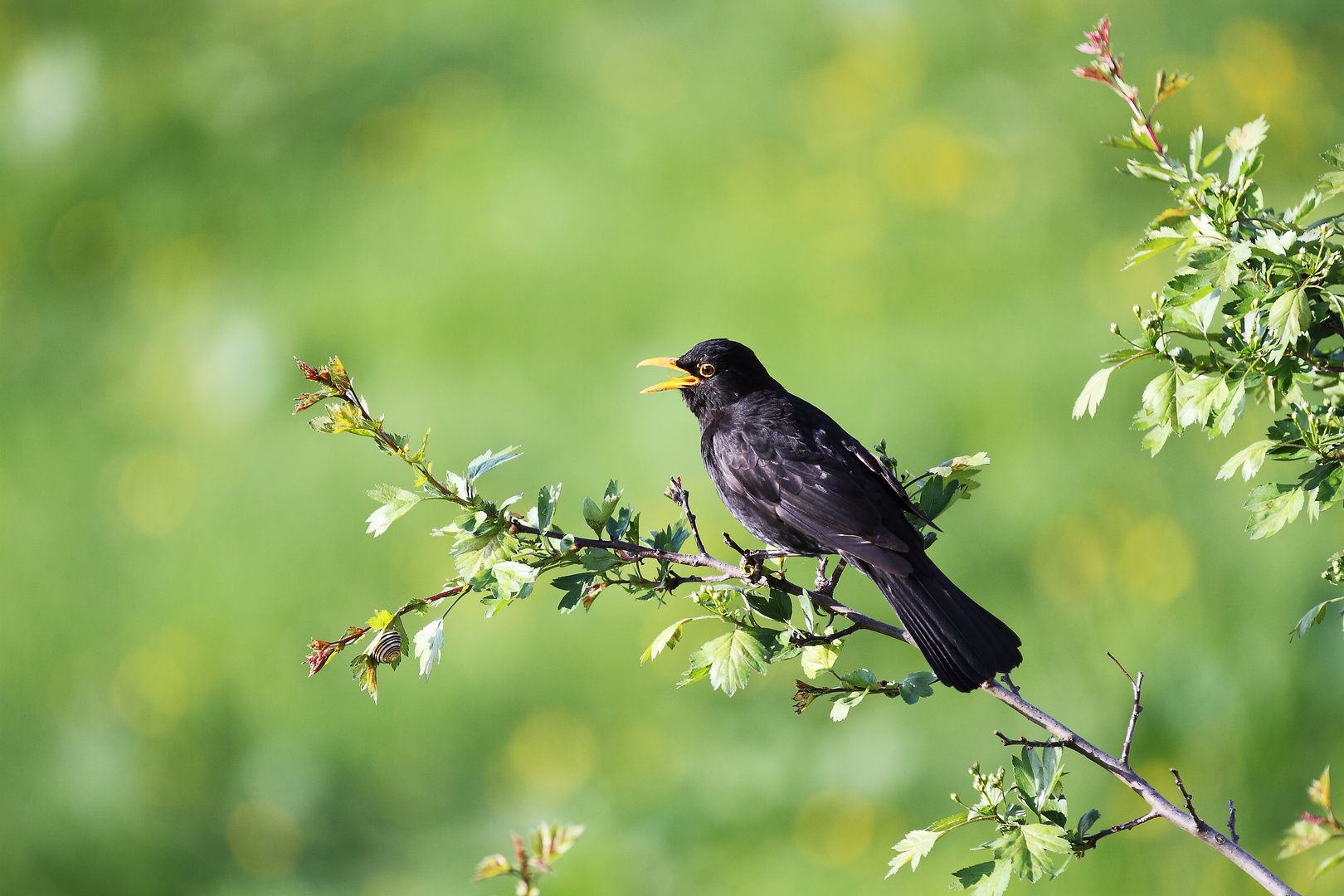 Singende Amsel