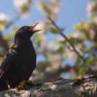 singende Amsel