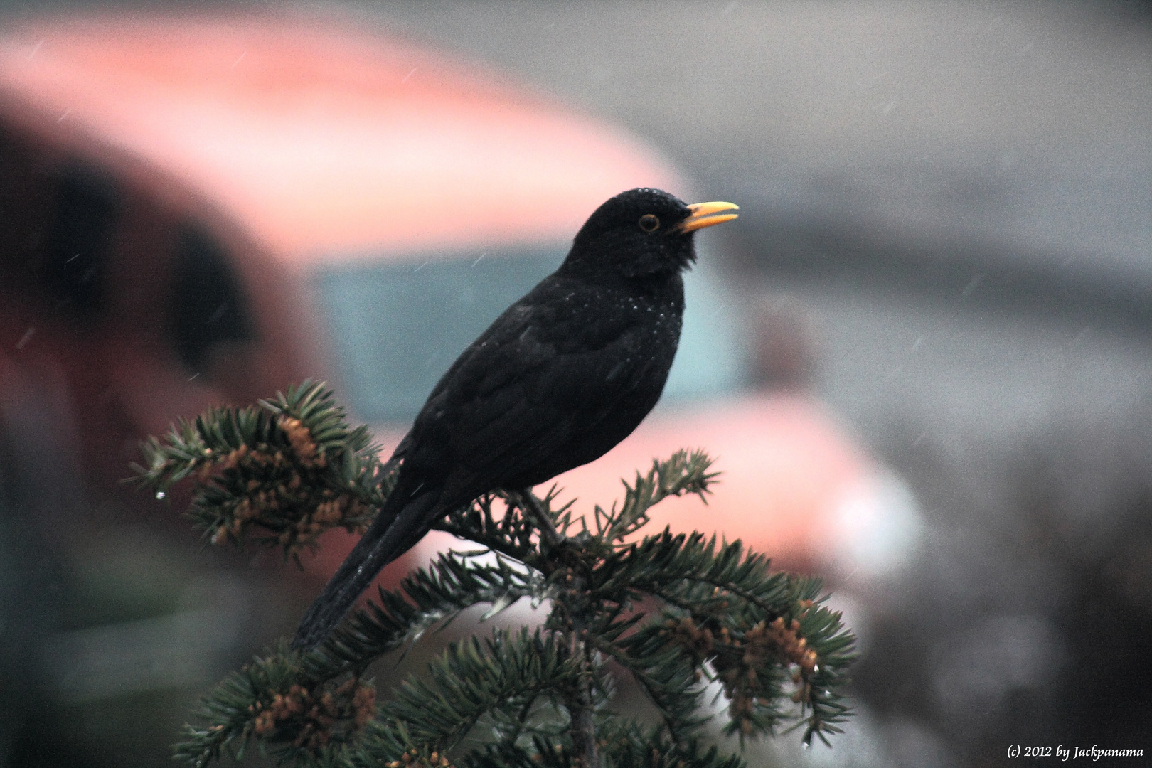 singende Amsel