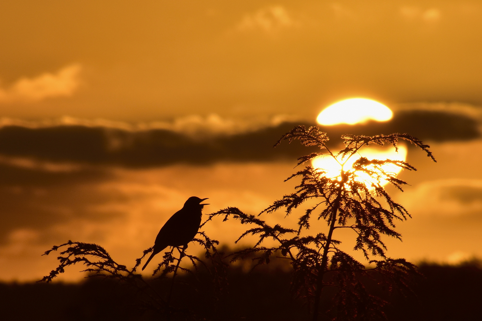 singende Amsel am Abend