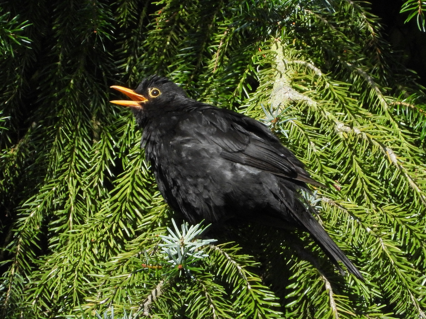 Singende Amsel