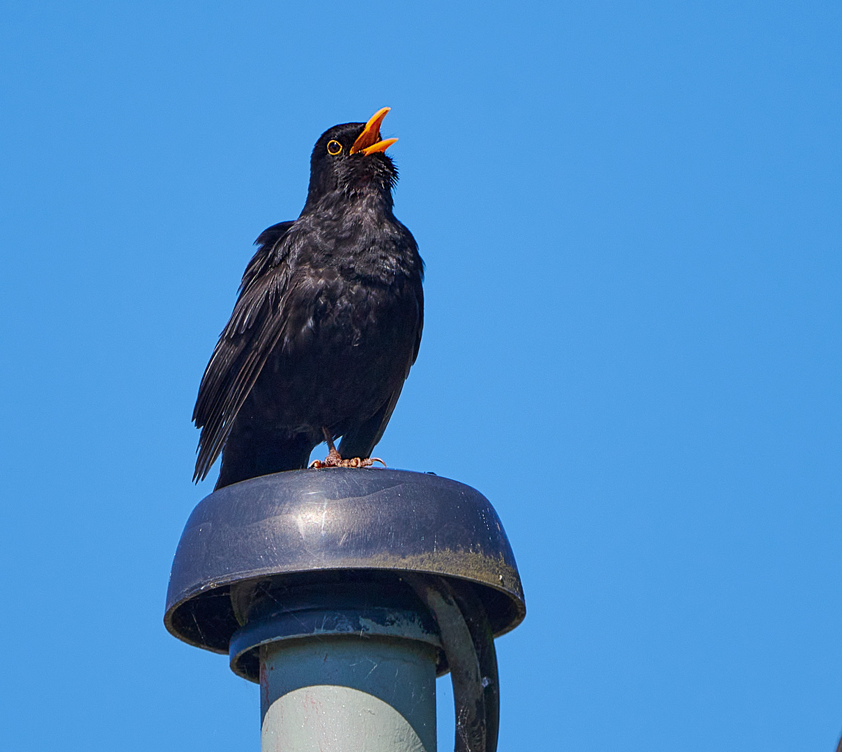 Singende Amsel