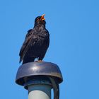 Singende Amsel