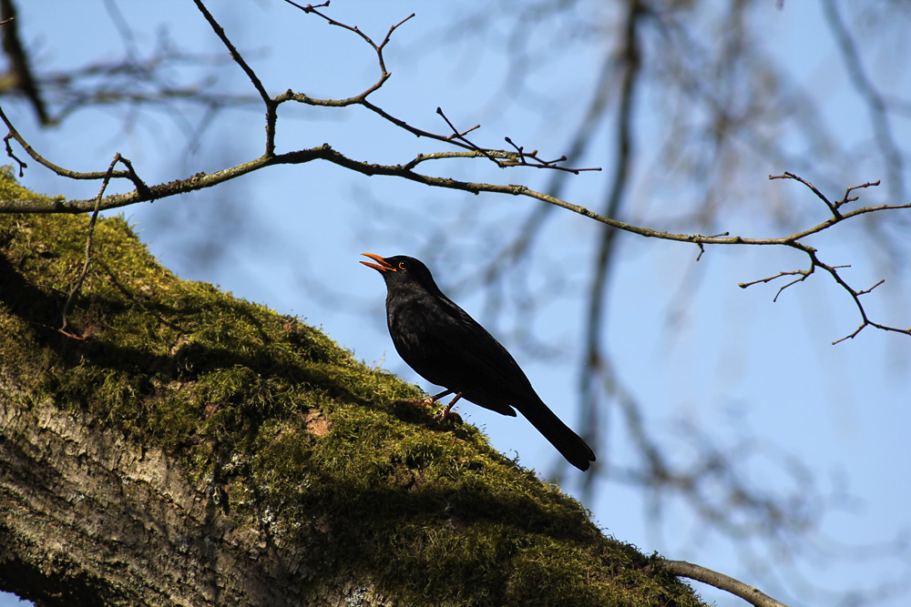 Singende Amsel