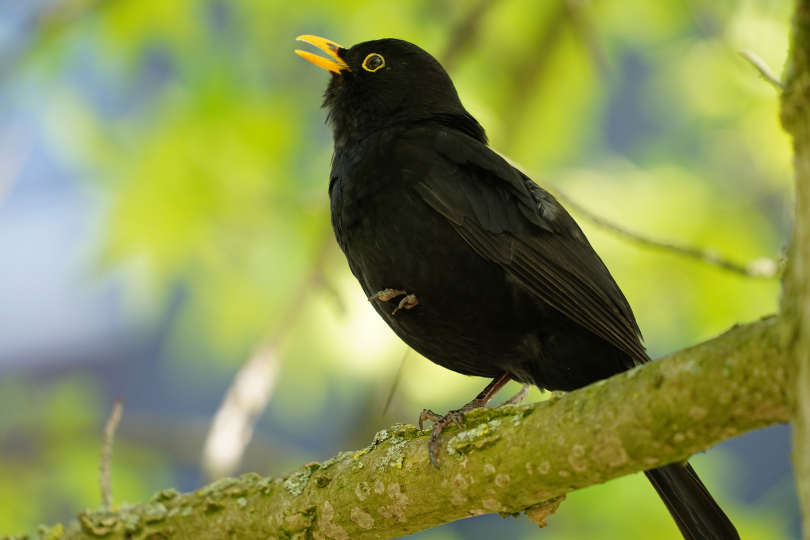 Singende Amsel