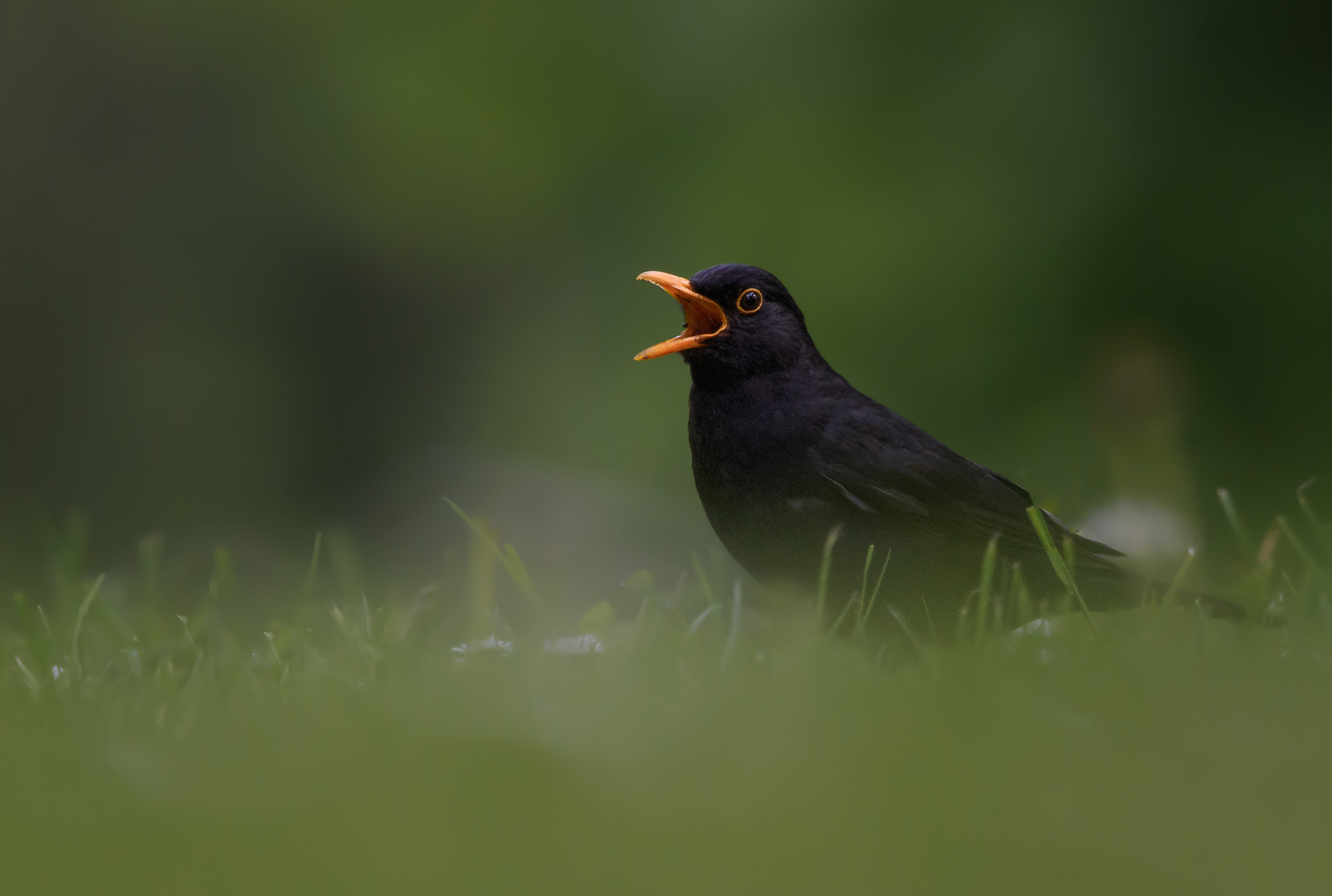 Singende Amsel