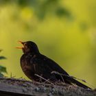 Singende Amsel im Abendlicht