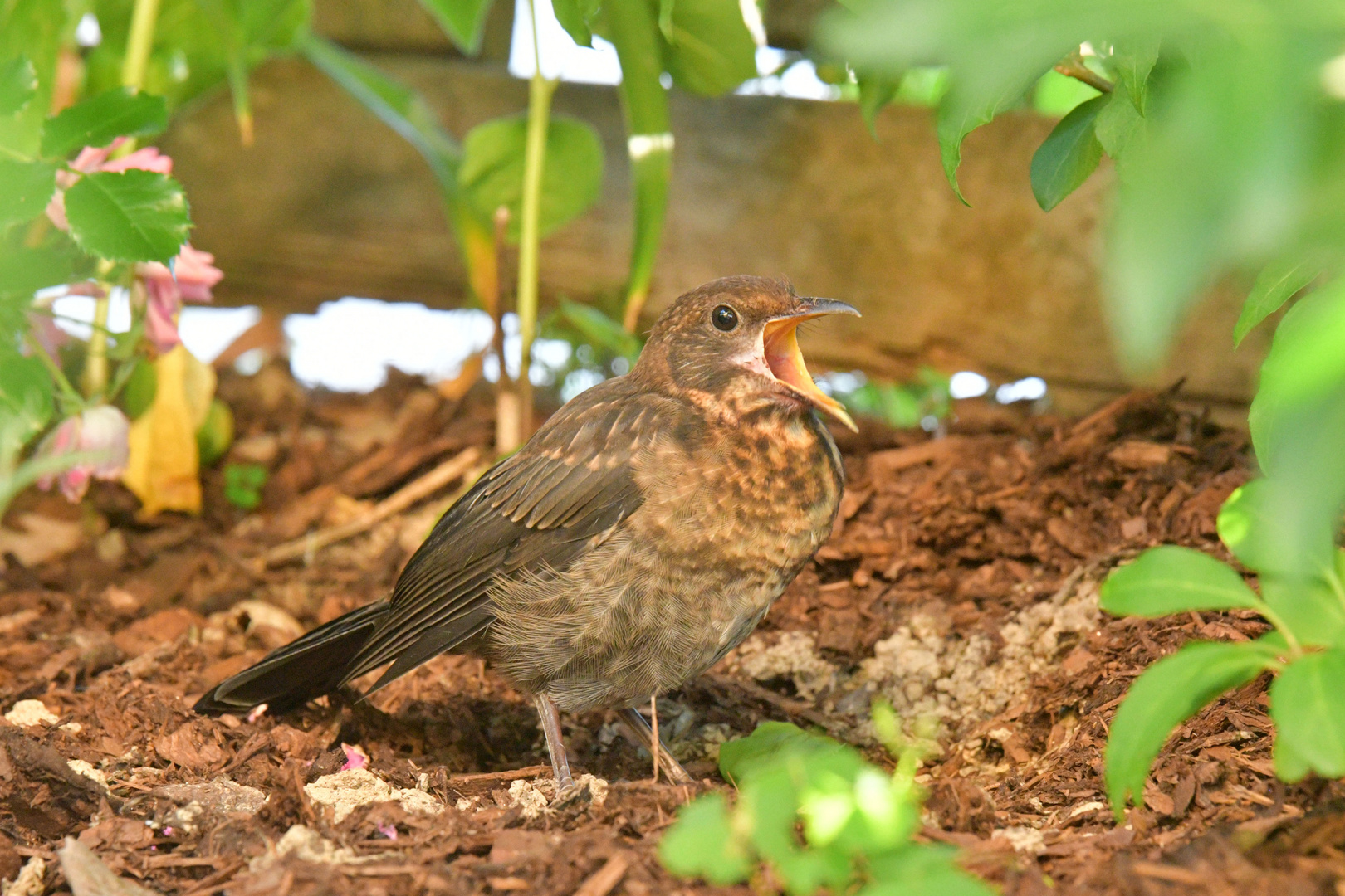 Singende Amsel im Garten Foto & Bild natur, landschaft, tiere Bilder