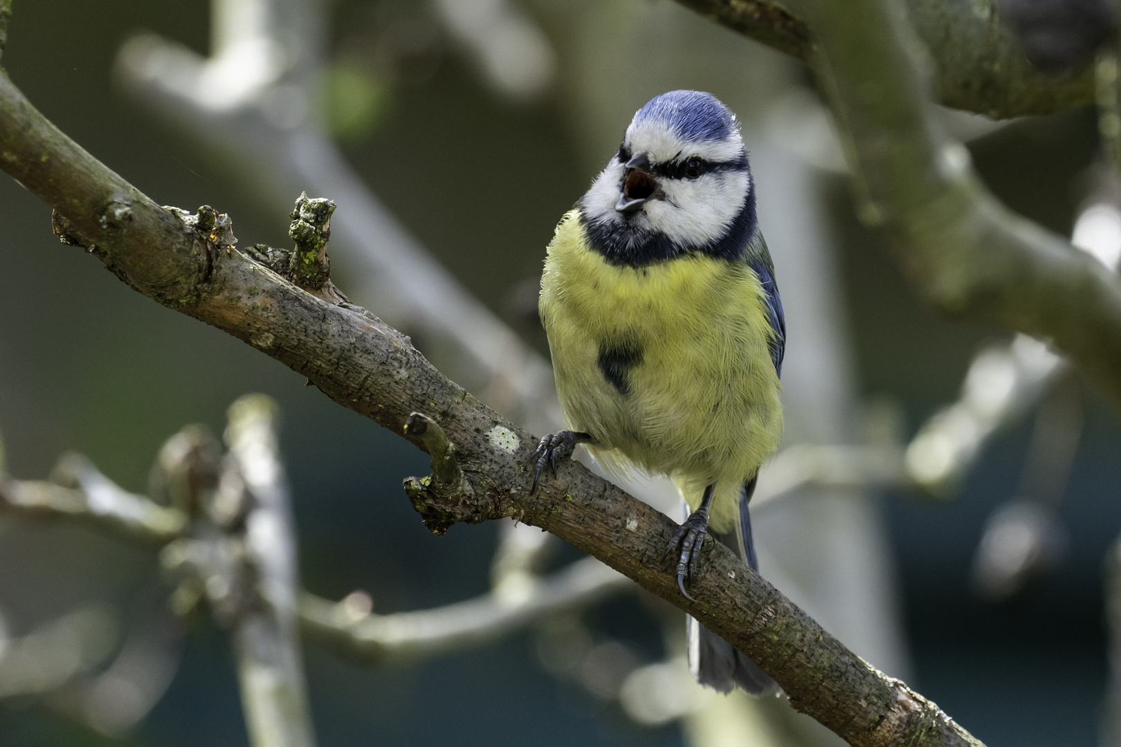 Singende Blaumeise