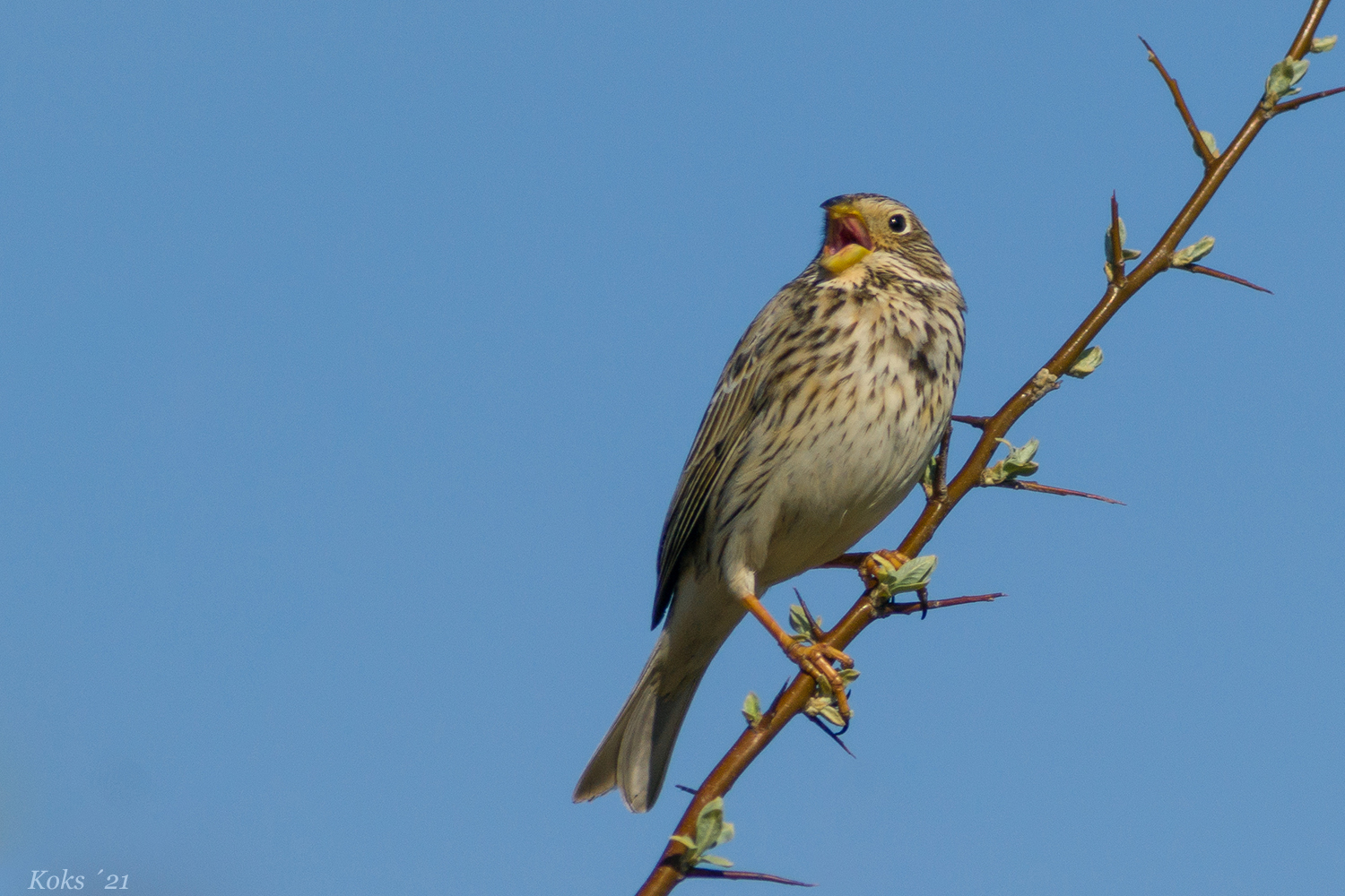 Singende Emberizidae