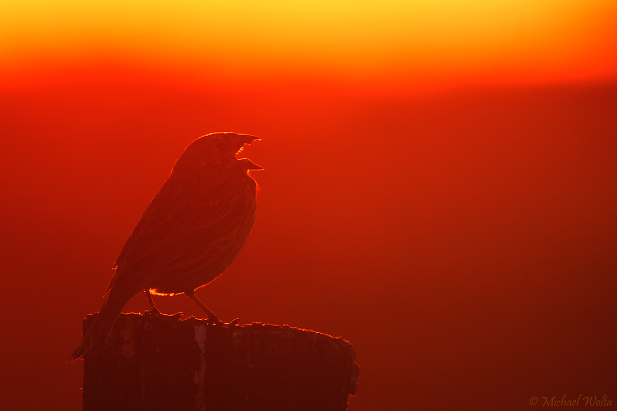 Singende Grauammer bei Sonnenuntergang