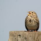 Singende Grauammer - Emberiza calandra