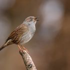 Singende Heckenbraunelle (Prunella modularis)