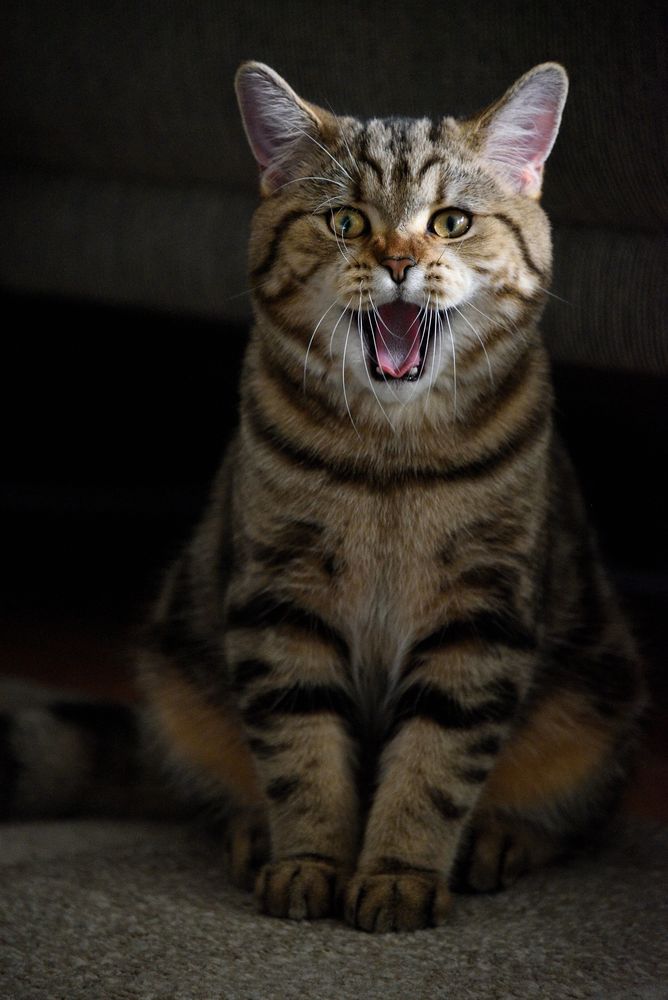 singende Katze Foto & Bild tiere, haustiere, katzen Bilder auf