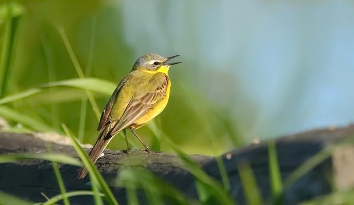 Singende Schafstelze 