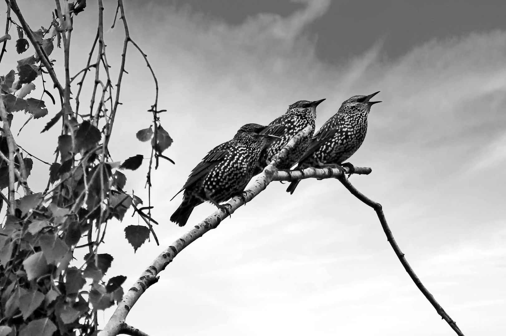 Singende Stare Foto & Bild tiere, wildlife, wild lebende vögel Bilder