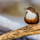 Singende Wasseramsel