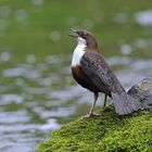 Singende Wasseramsel