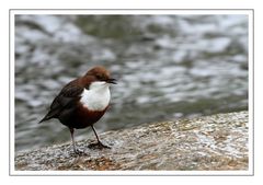 Singende Wasseramsel