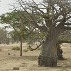 Singender Baobab