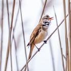 Singender Drosselrohrsänger