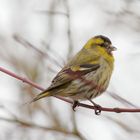 Singender Erlenzeisig - Männchen