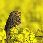 singender Grauammer Emberiza calandra