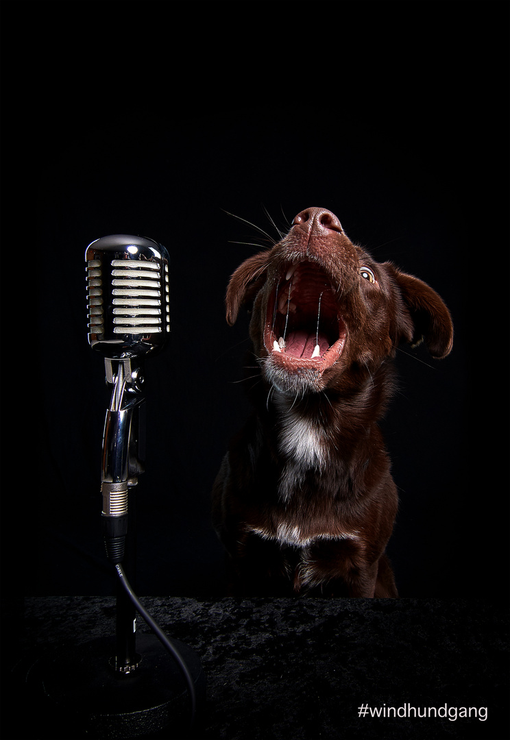 Singender Hund Foto & Bild tiere, haustiere, hunde Bilder auf