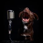 Singender Hund