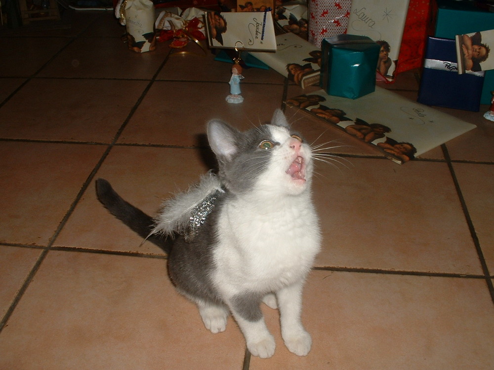 Singender Katzenengel