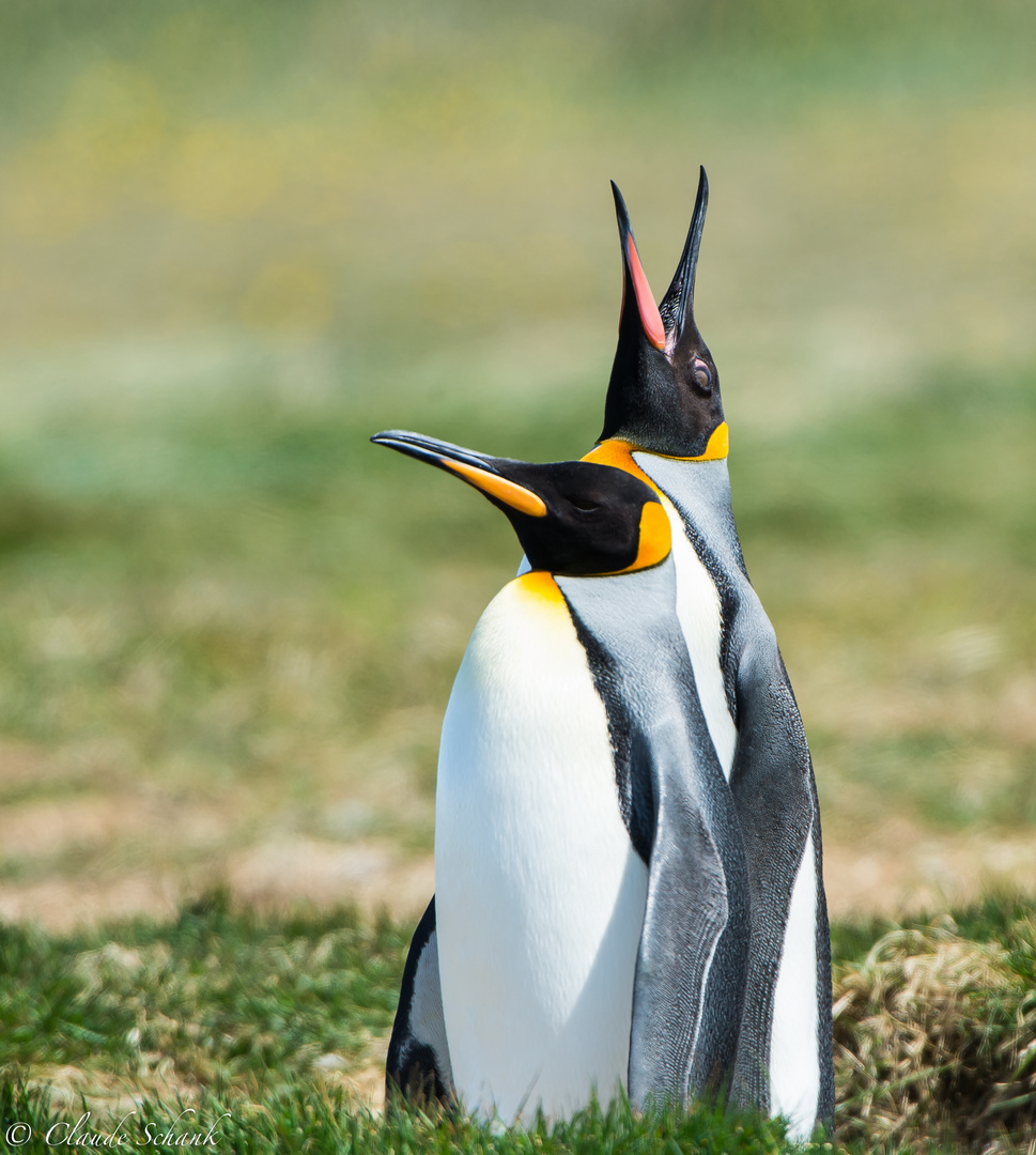 Singender Königspinguin