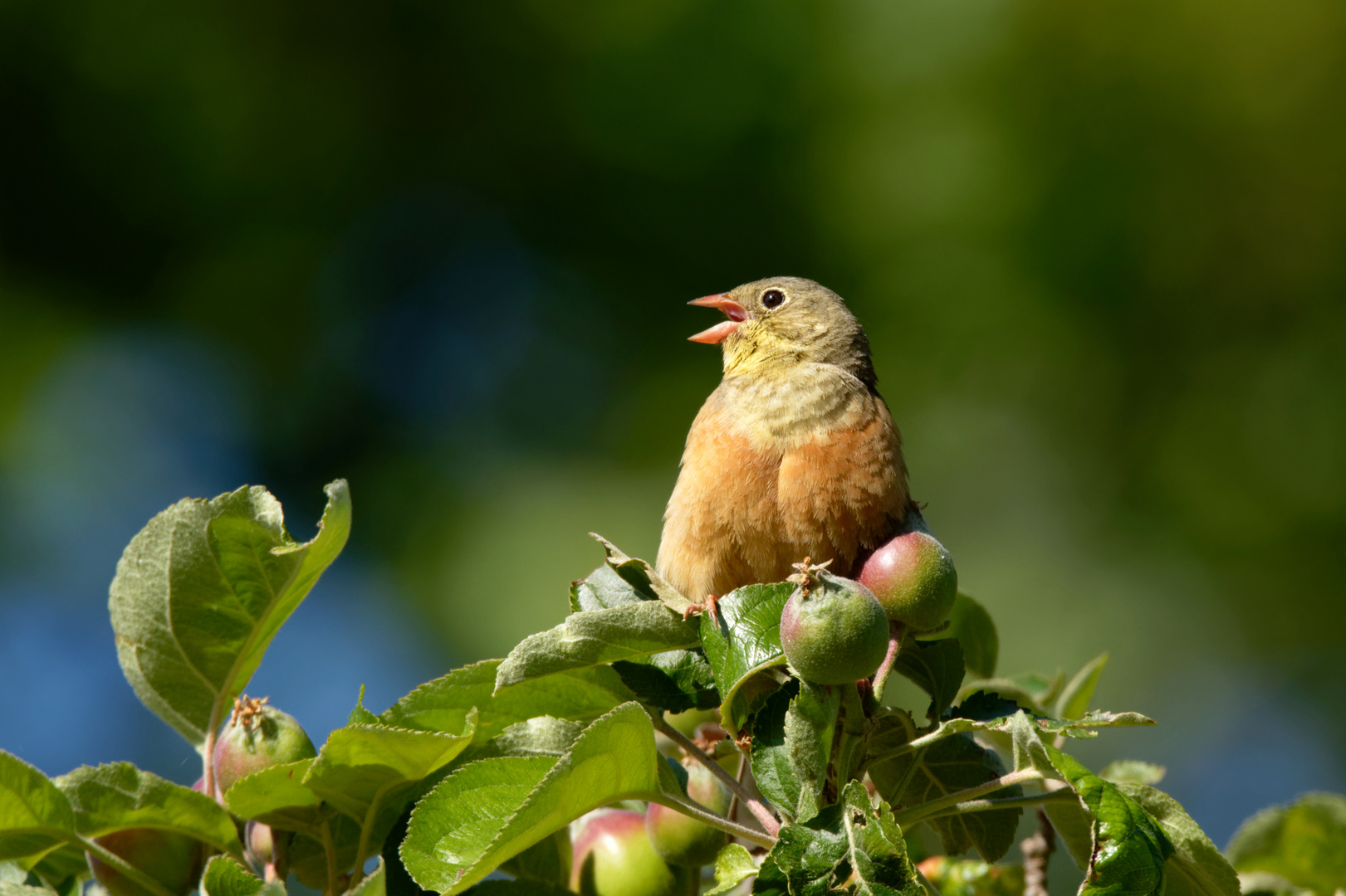 Singender Ortolan (Emberiza hortulana) - Rarität