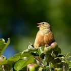 Singender Ortolan (Emberiza hortulana) - Rarität