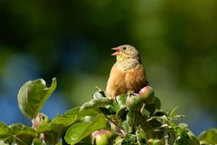 Singender Ortolan (Emberiza hortulana) - Rarität