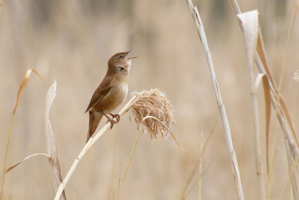 Singender Rohrschwirl - (Locustella luscinioides) 