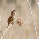 Singender Rohrschwirl - (Locustella luscinioides) 