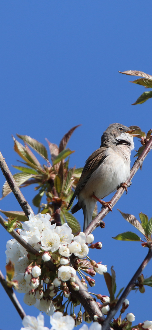 Singender Vogel auf blühendem Baum 