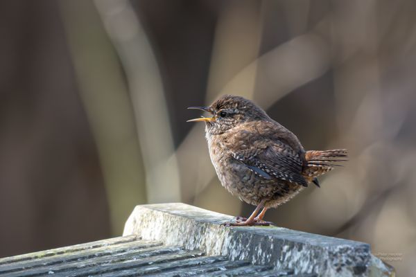Singender Zaunkönig 