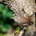 Singender Zaunkönig im Morgenlicht