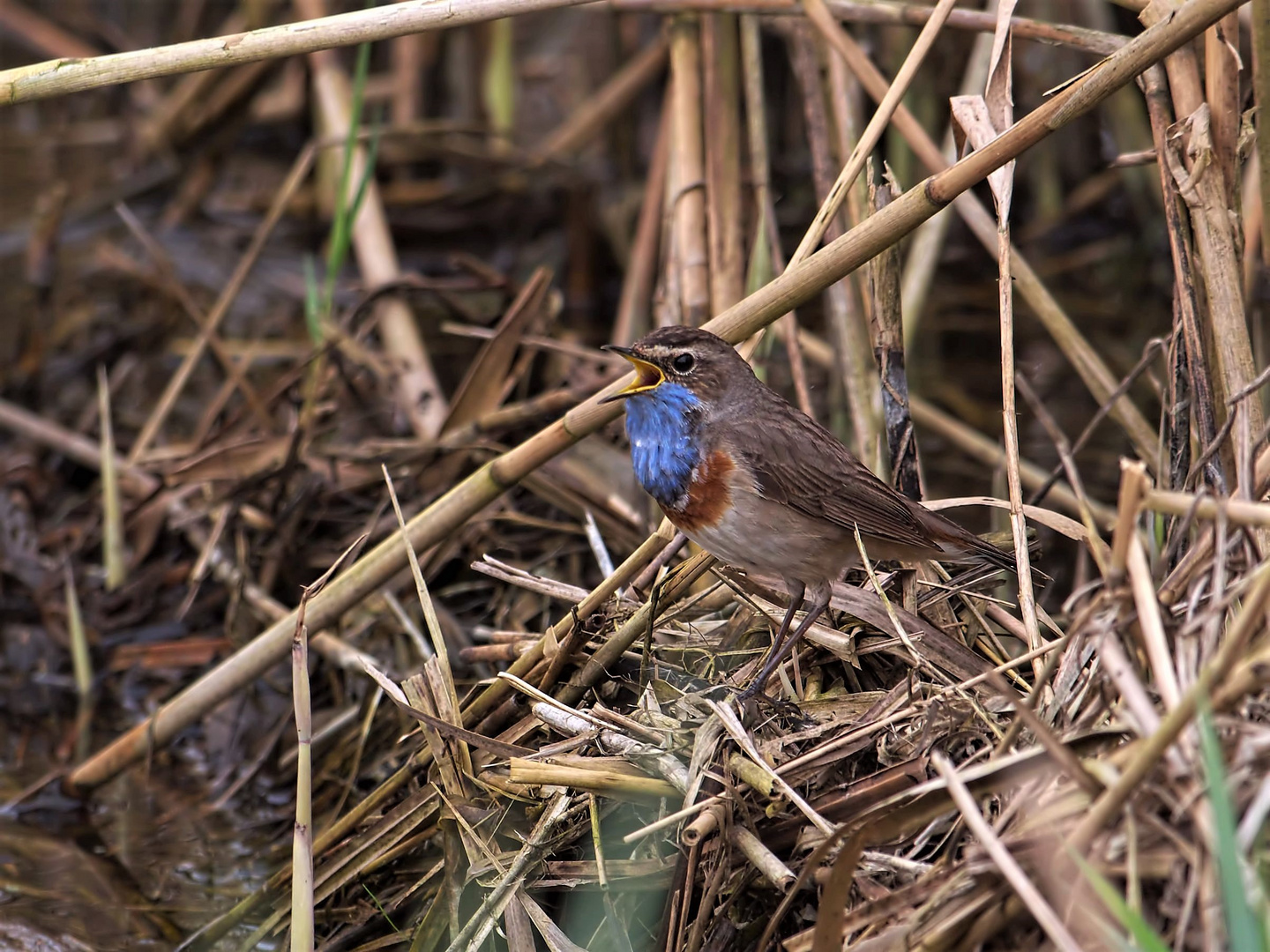 singendes Blaukehlchen